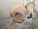 00396-2380 Bat and Swiftlet near a dry shower head in Fruitbat Cave - Photo Garry K Smith